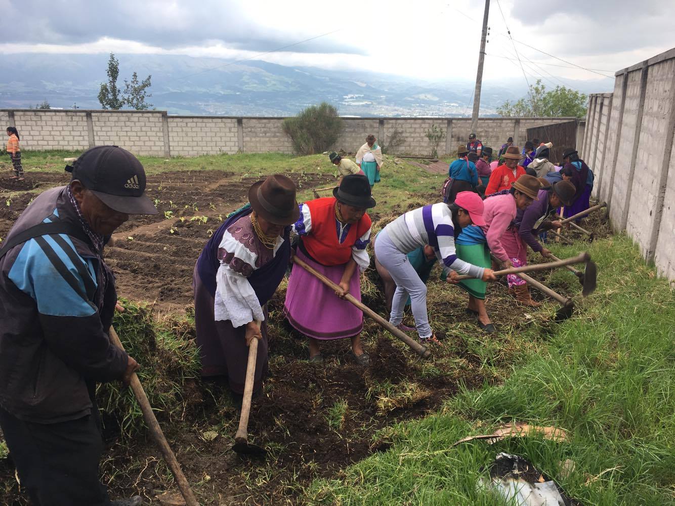 Usuarios del Bono de Desarrollo Humano participan en minga ...